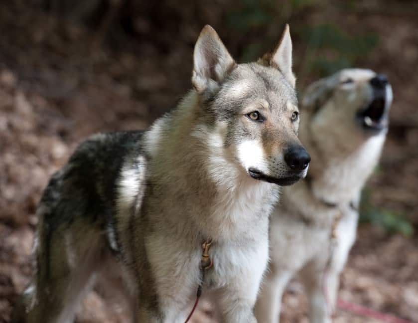 Anjing Czechoslovakian Vlcak Thegorbalsla