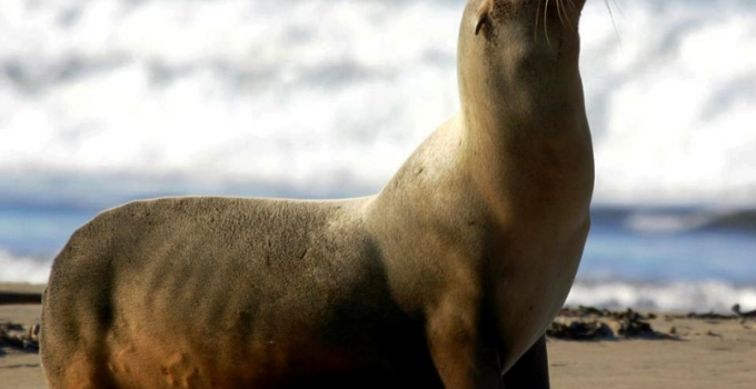 15+ Bedanya anjing laut dan singa laut release