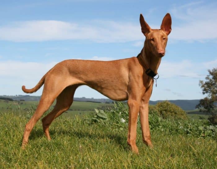  Hewan merupakan salah satu makhluk hidup yang banyak dipelihara oleh manusia selain kucin 20 Anjing Termahal di Dunia, Mana yang Paling Comel ?