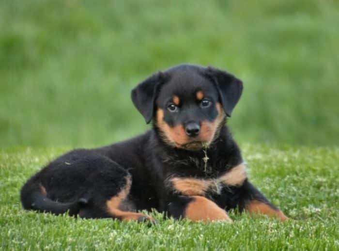  Hewan merupakan salah satu makhluk hidup yang banyak dipelihara oleh manusia selain kucin 20 Anjing Termahal di Dunia, Mana yang Paling Comel ?