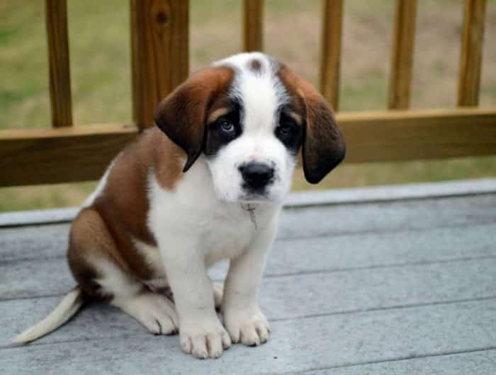  Hewan merupakan salah satu makhluk hidup yang banyak dipelihara oleh manusia selain kucin 20 Anjing Termahal di Dunia, Mana yang Paling Comel ?