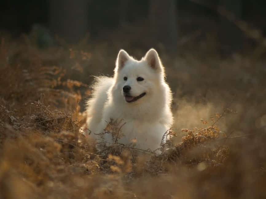 Anjing Samoyed - Thegorbalsla