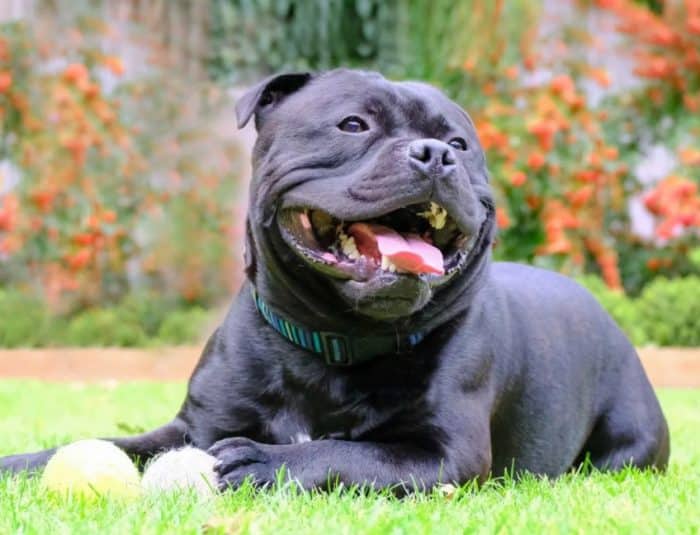  Hewan merupakan salah satu makhluk hidup yang banyak dipelihara oleh manusia selain kucin 20 Anjing Termahal di Dunia, Mana yang Paling Comel ?