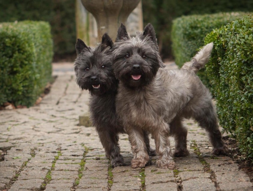 Anjing Terrier Rusia Hitam - Thegorbalsla