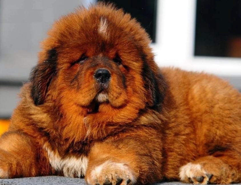 28++ Anjing tibetan mastiff information