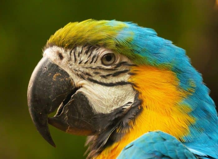  Burung beo merupakan salah satu jenis burung yang cukup unik BURUNG BEO : Cara Merawat, Pakan, Harga Jual (Lengkap)