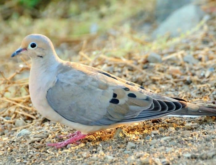  burung dara pasti bukanlah sesuatu yang asing BURUNG DARA : Cara Merawat, Pakan, Harga Jual (Lengkap)