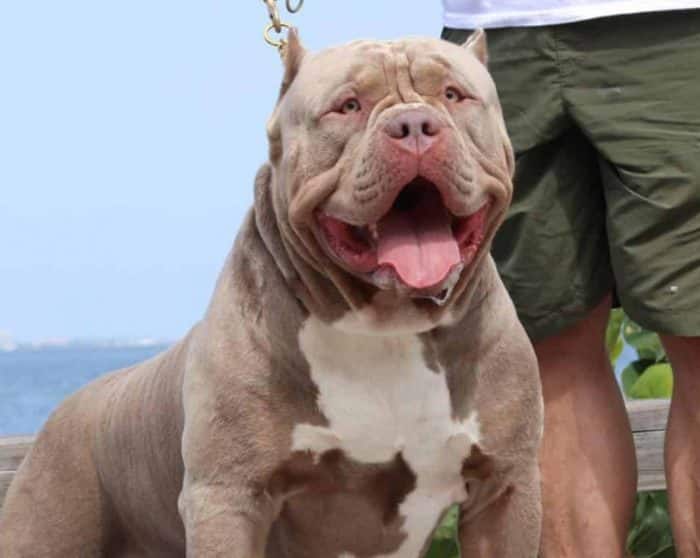  Sebelum anda memutuskan untuk memelihara anjing pitbull ANJING PITBULL : Cara Merawat, Pakan, Harga Jual (Lengkap)