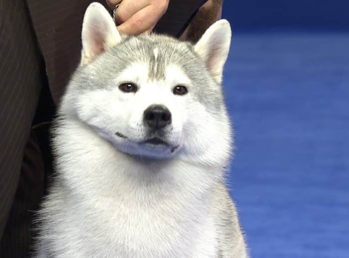  Memelihara binatang adalah salah satu hobi yang banyak disukai ANJING SIBERIAN HUSKY : Cara Merawat, Pakan, Harga Jual (Lengkap)