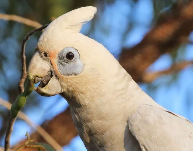 Cara Memandikan Burung Kakak Tua - Thegorbalsla