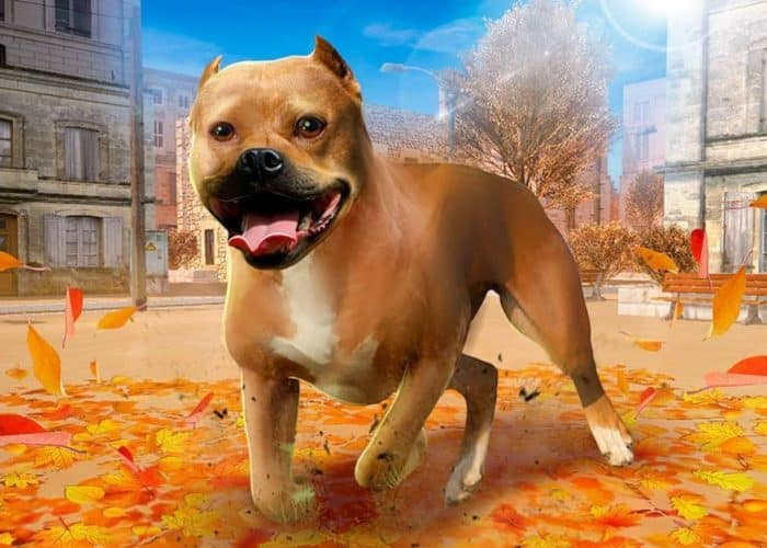  Sebelum anda memutuskan untuk memelihara anjing pitbull ANJING PITBULL : Cara Merawat, Pakan, Harga Jual (Lengkap)