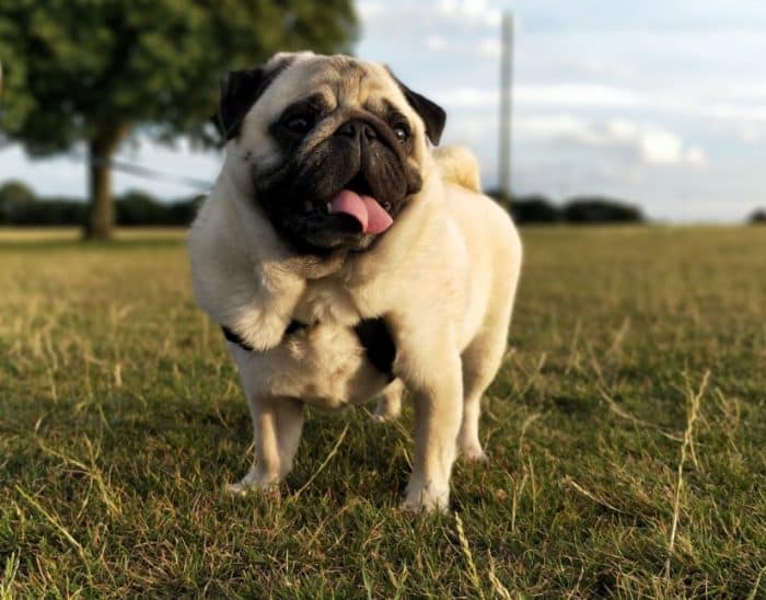  Anjing pug adalah salah satu jenis ras anjing yang begitu populer dewasa ini ANJING PUG : Cara Merawat, Pakan, Harga Jual (Lengkap)