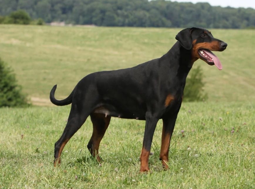Cara Mengawinkan Anjing Doberman Thegorbalsla