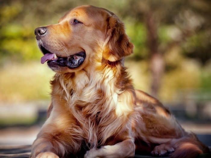  Anjing merupakan salah satu binatang yang paling banyak dijadikan peliharaan ANJING GOLDEN : Cara Merawat, Pakan, Harga Jual (Lengkap)