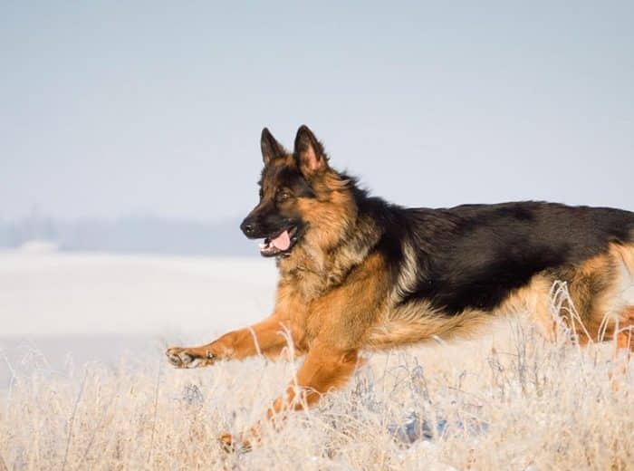  Anjing herder adalah salah anjing yang banyak dipelihara karena sifatnya yang sangat meny ANJING HERDER : Cara Merawat, Pakan, Harga Jual (Lengkap)