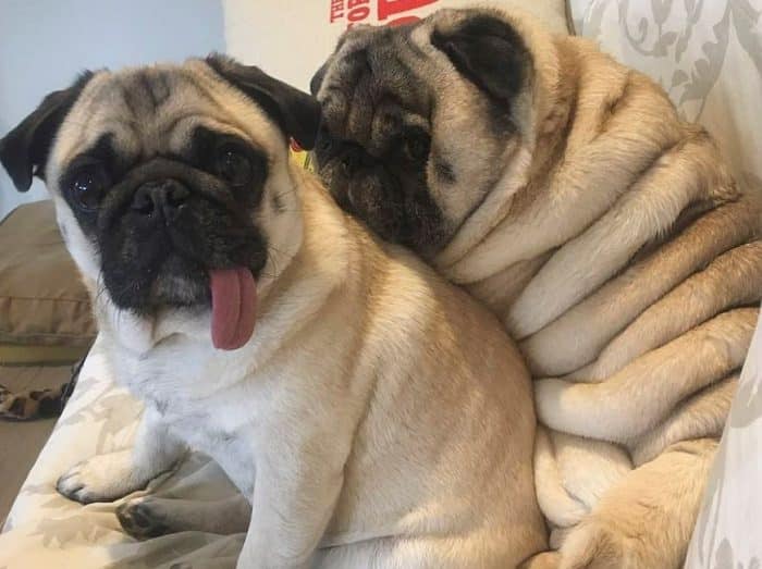 ANJING PUG : Cara Merawat, Pakan, Harga Jual (Lengkap)