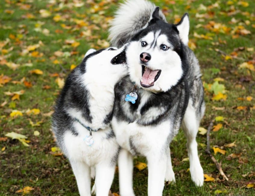 ANJING SIBERIAN HUSKY : Cara Merawat, Pakan, Harga Jual