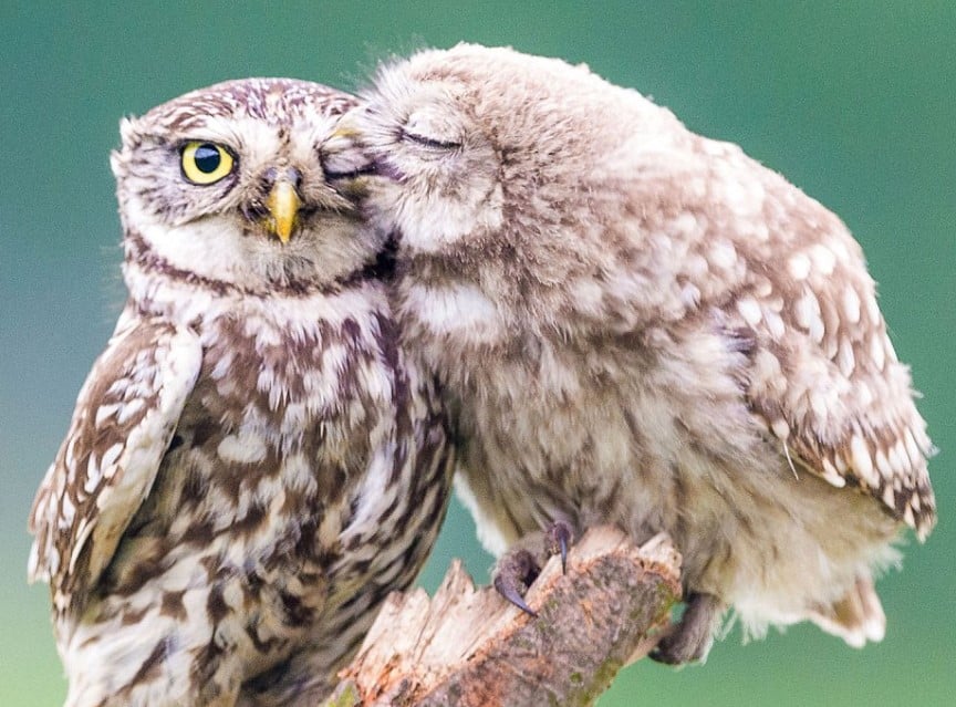 BURUNG HANTU : Cara Merawat, Pakan, Jenis, Harga Jual (Lengkap)