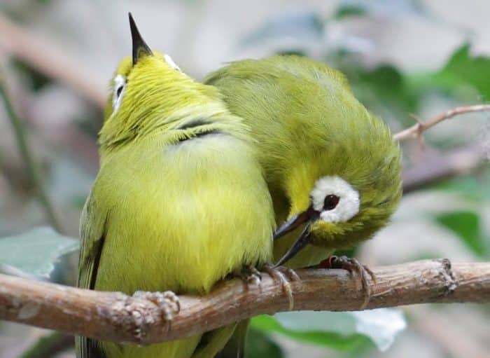  Nama lain dari burung pleci yaitu Zosterops dalam bahasa ilmiah sedangkan nama lain untuk BURUNG PLECI : Cara Merawat, Pakan, Harga Jual (Lengkap)