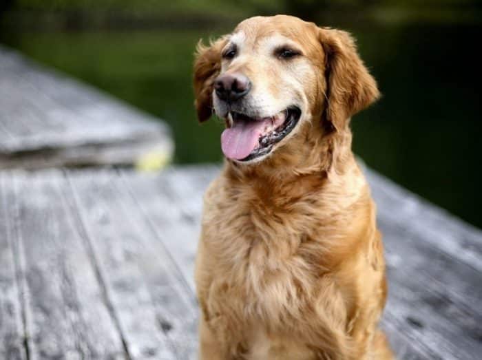  Anjing merupakan salah satu binatang yang paling banyak dijadikan peliharaan ANJING GOLDEN : Cara Merawat, Pakan, Harga Jual (Lengkap)