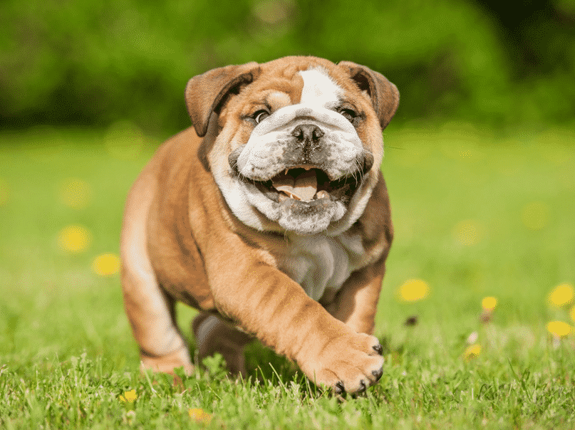 Cara Merawat Anak Anjing Bulldog  Thegorbalsla