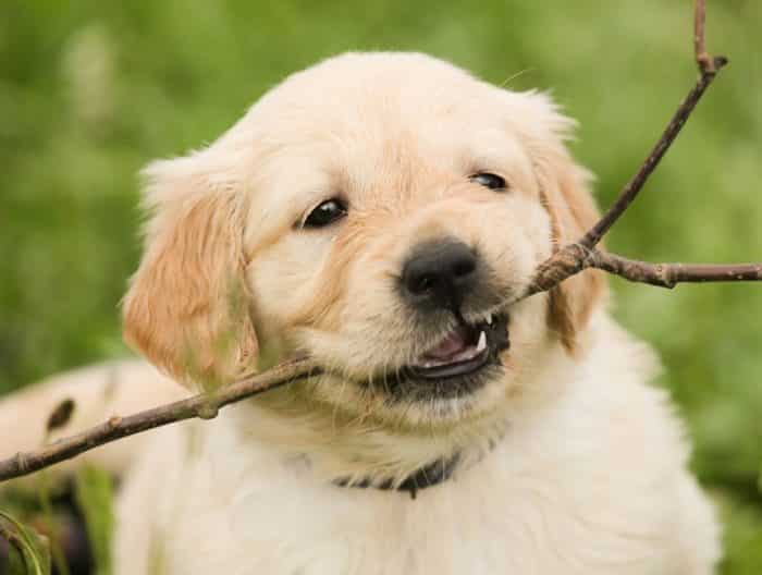  Anjing merupakan salah satu binatang yang paling banyak dijadikan peliharaan ANJING GOLDEN : Cara Merawat, Pakan, Harga Jual (Lengkap)