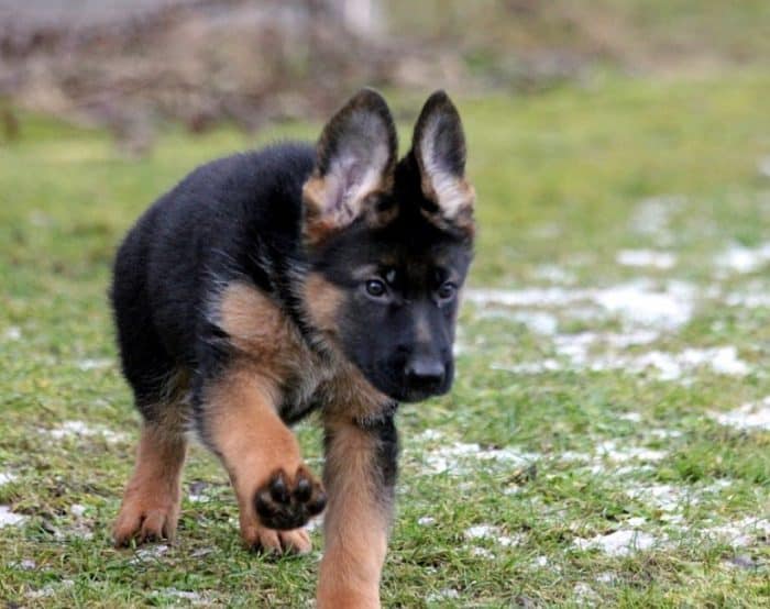 German Shepherd Puppy Harga - Animal Lover