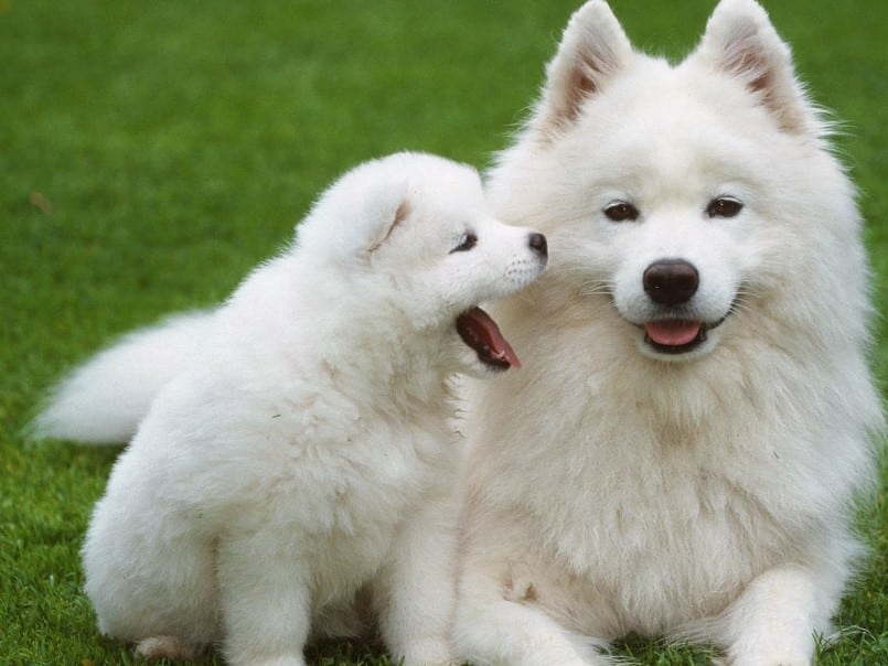 Cara Merawat Anak Anjing Samoyed - Thegorbalsla