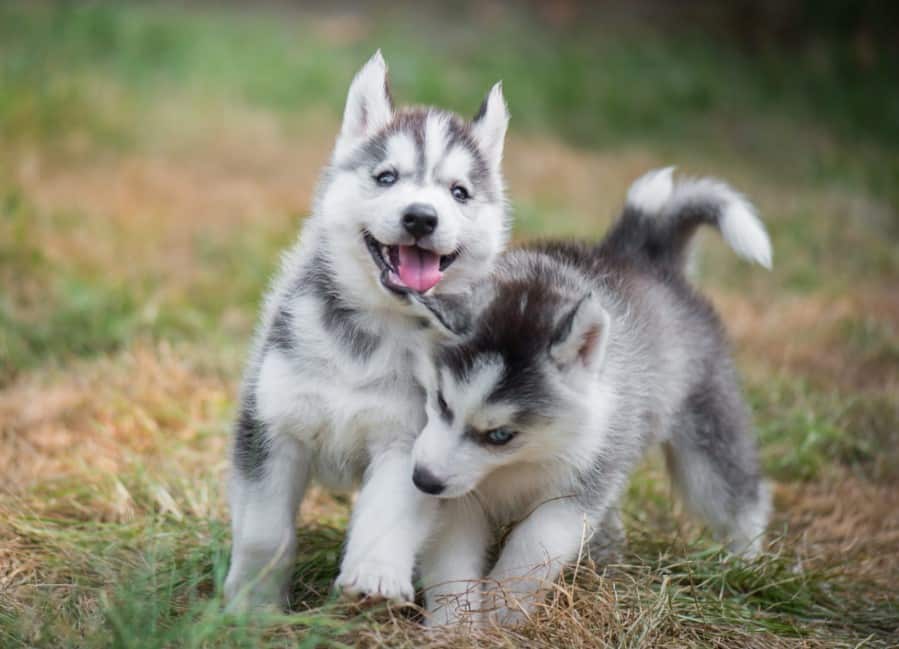 Cara Merawat Anak Anjing Siberian Husky Thegorbalsla