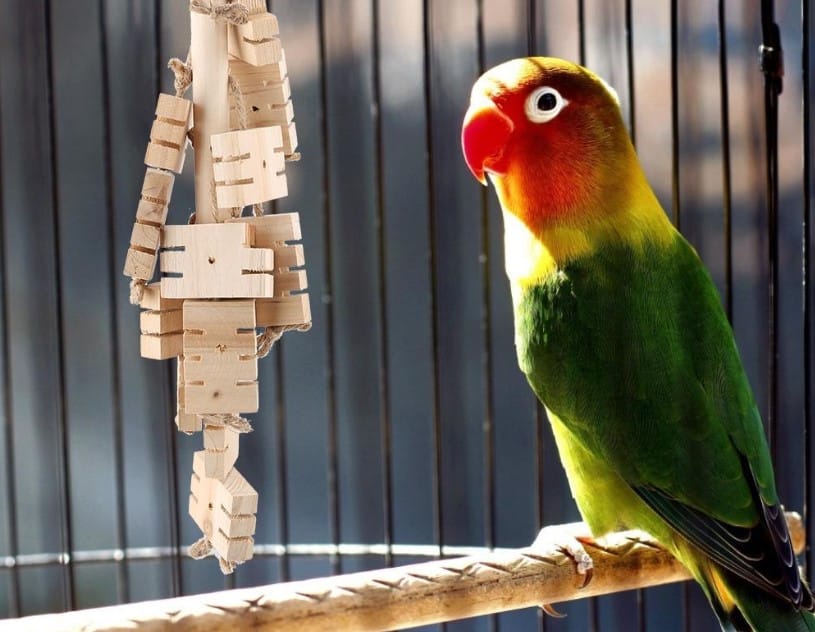 Cara Merawat Anak Burung  Beo Thegorbalsla