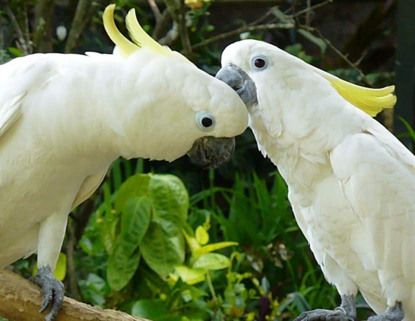 Cara Merawat Anak Burung Kakak Tua - Thegorbalsla