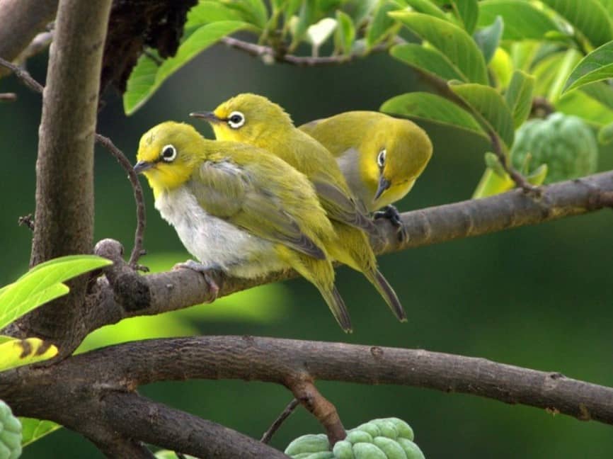 Anak Burung Pleci