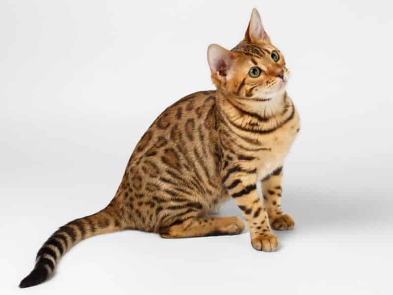 Kucing Bengal Harga Cara Merawat Jenis Makanan