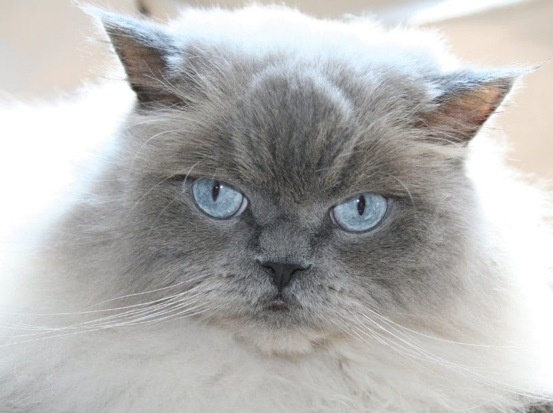 Cara Merawat Anak Kucing Himalaya - Thegorbalsla