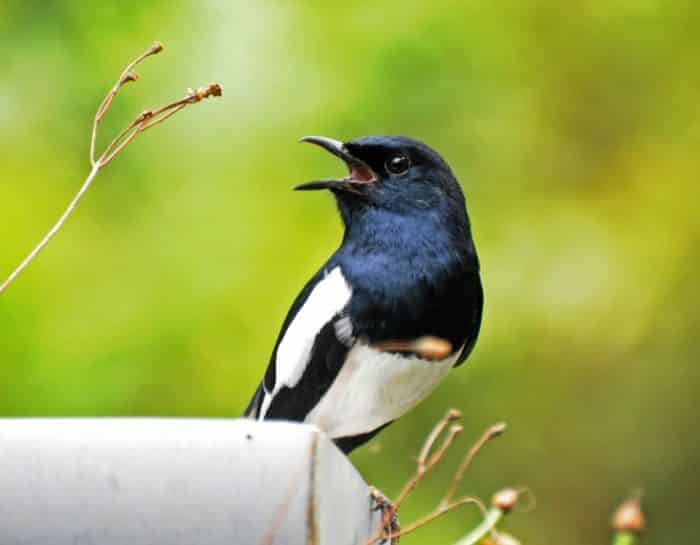  Memelihara binatang sebagai bentuk hobi meupakan tren yang tengah berkembang saat ini BURUNG KACER : Cara Merawat, Pakan, Harga Jual (Lengkap)