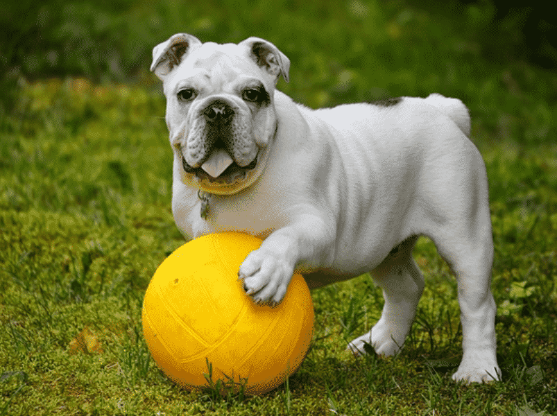 Panduan Lengkap Merawat Anjing Bulldog Yang Menggemaskan