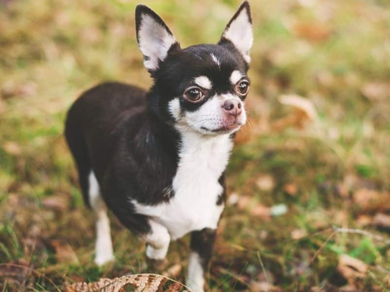 Cara Merawat Anjing Chihuahua Dewasa - Thegorbalsla