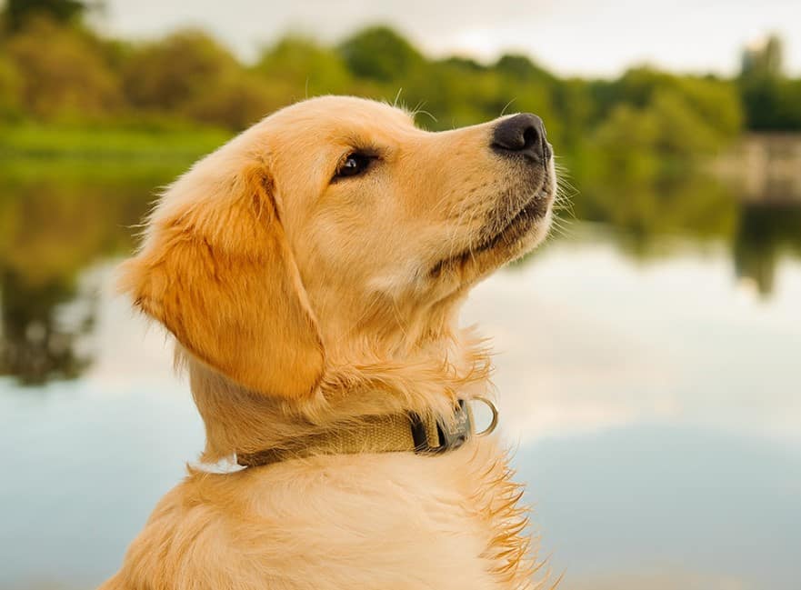Cara Merawat Anjing Golden Dewasa - Thegorbalsla