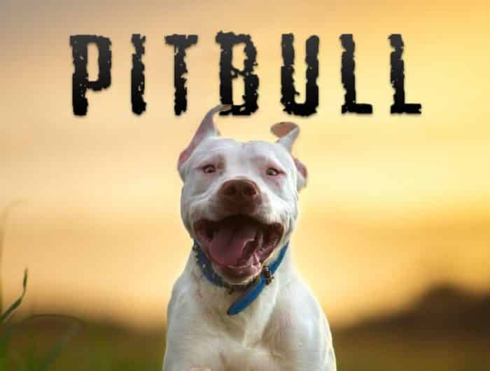 Anjing Pitbull