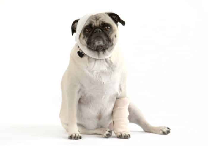  ANJING PUG  Cara Merawat Pakan Harga Jual Lengkap 