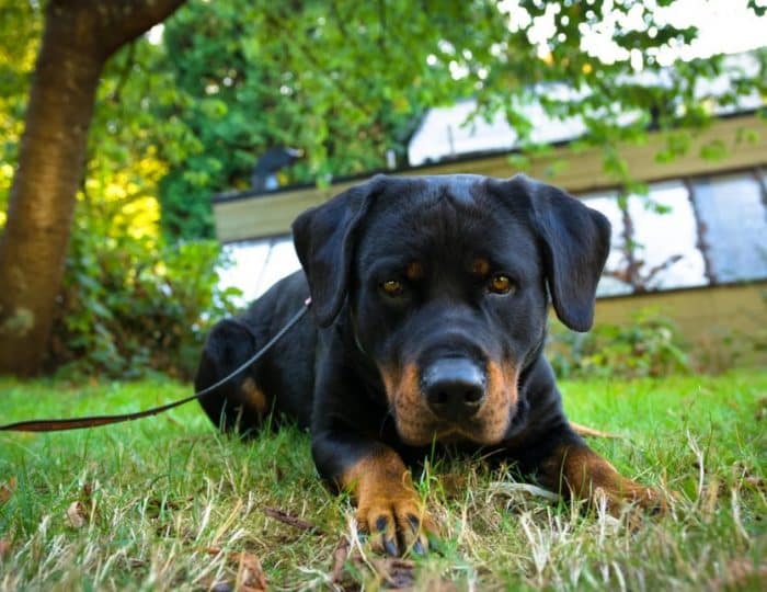  Anjing Rottweiler sendiri adalah salah satu anjing yang mana di kategorikan ANJING ROTTWEILER : Cara Merawat, Pakan, Harga Jual (Lengkap)