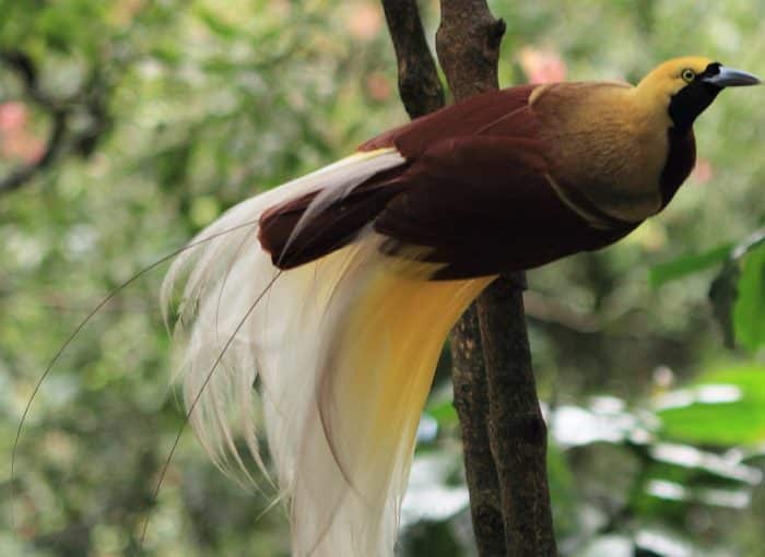 BURUNG CENDRAWASIH Cara Merawat, Pakan, Harga Jual