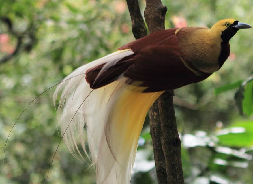 Photo Cara Merawat dan Makanan Lengkap Burung Cendrawasih Sukabumi