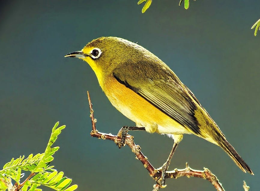  Nama lain dari burung pleci yaitu Zosterops dalam bahasa ilmiah sedangkan nama lain untuk BURUNG PLECI : Cara Merawat, Pakan, Harga Jual (Lengkap)