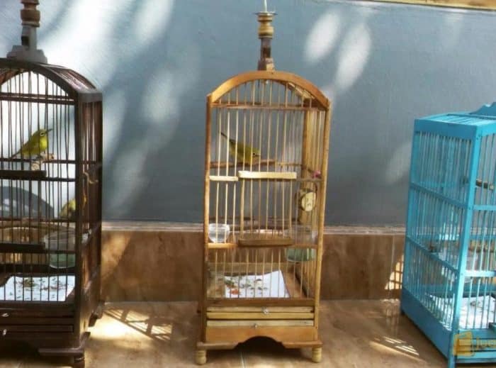  Nama lain dari burung pleci yaitu Zosterops dalam bahasa ilmiah sedangkan nama lain untuk BURUNG PLECI : Cara Merawat, Pakan, Harga Jual (Lengkap)