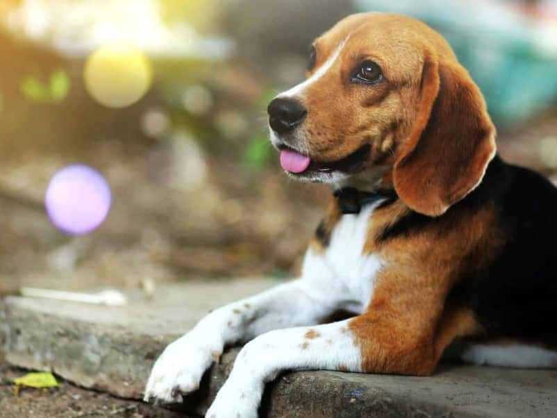 Cara merawat Anjing Beagle  Bagi Pemula Thegorbalsla