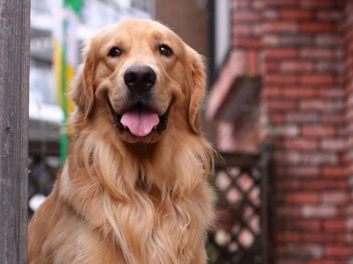  Anjing merupakan salah satu binatang yang paling banyak dijadikan peliharaan ANJING GOLDEN : Cara Merawat, Pakan, Harga Jual (Lengkap)