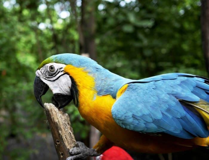  Burung beo merupakan salah satu jenis burung yang cukup unik BURUNG BEO : Cara Merawat, Pakan, Harga Jual (Lengkap)