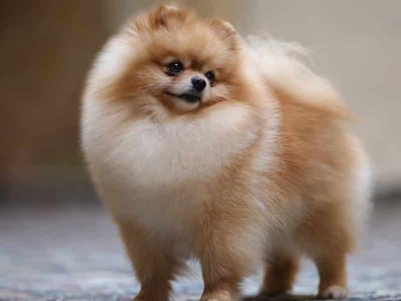 Ciri Ciri Anjing Mini Pom Thegorbalsla