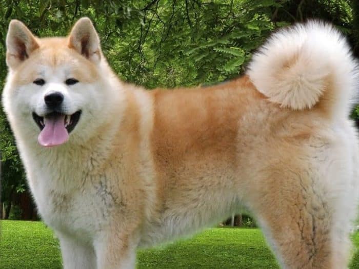  Anjing Samoyed merupakan salah satu jenis anjing ANJING SAMOYED : Cara Merawat, Pakan, Harga Jual (Lengkap)